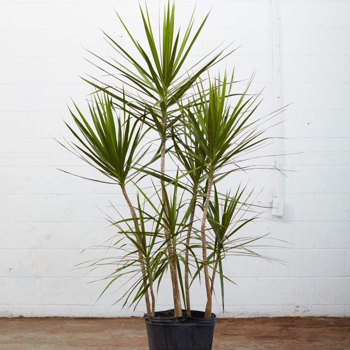 Staggered Dragon Tree: Dracaena marginata - 14 inch pot - 5.5-6 foot tall