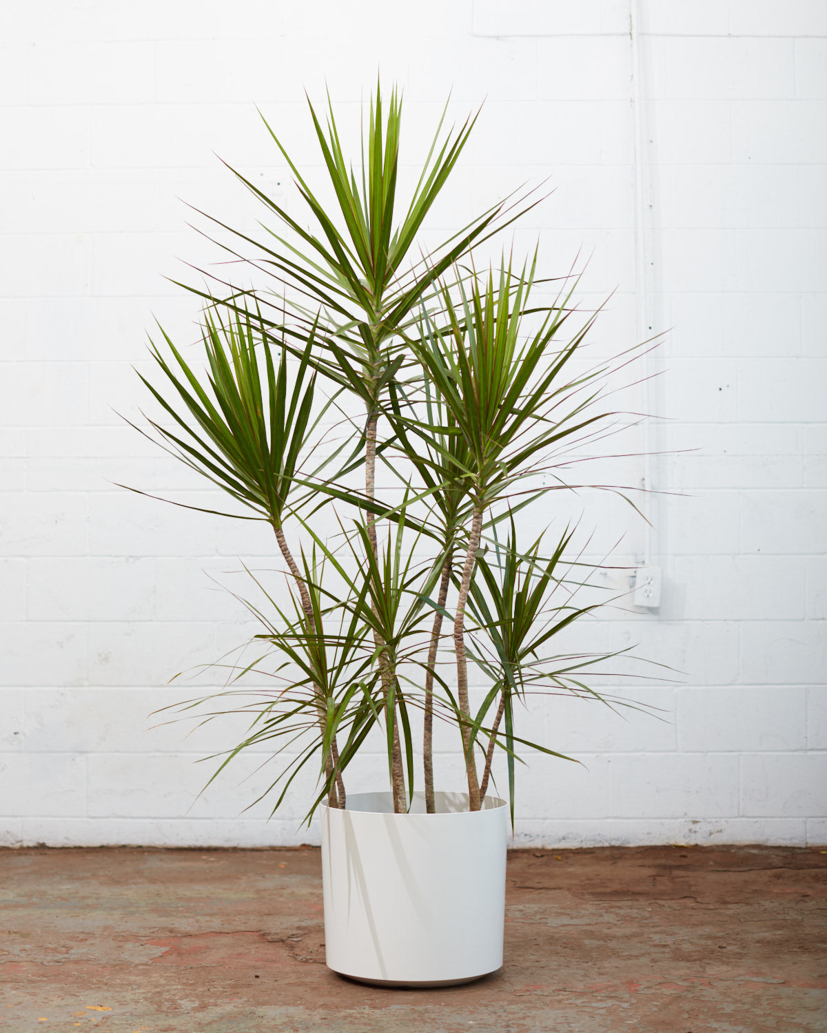 Staggered Dragon Tree: Dracaena marginata - 14 inch pot - 5.5-6 foot tall — in white planter — indoor plant for sale by Promise Supply for delivery and pickup in Toronto.