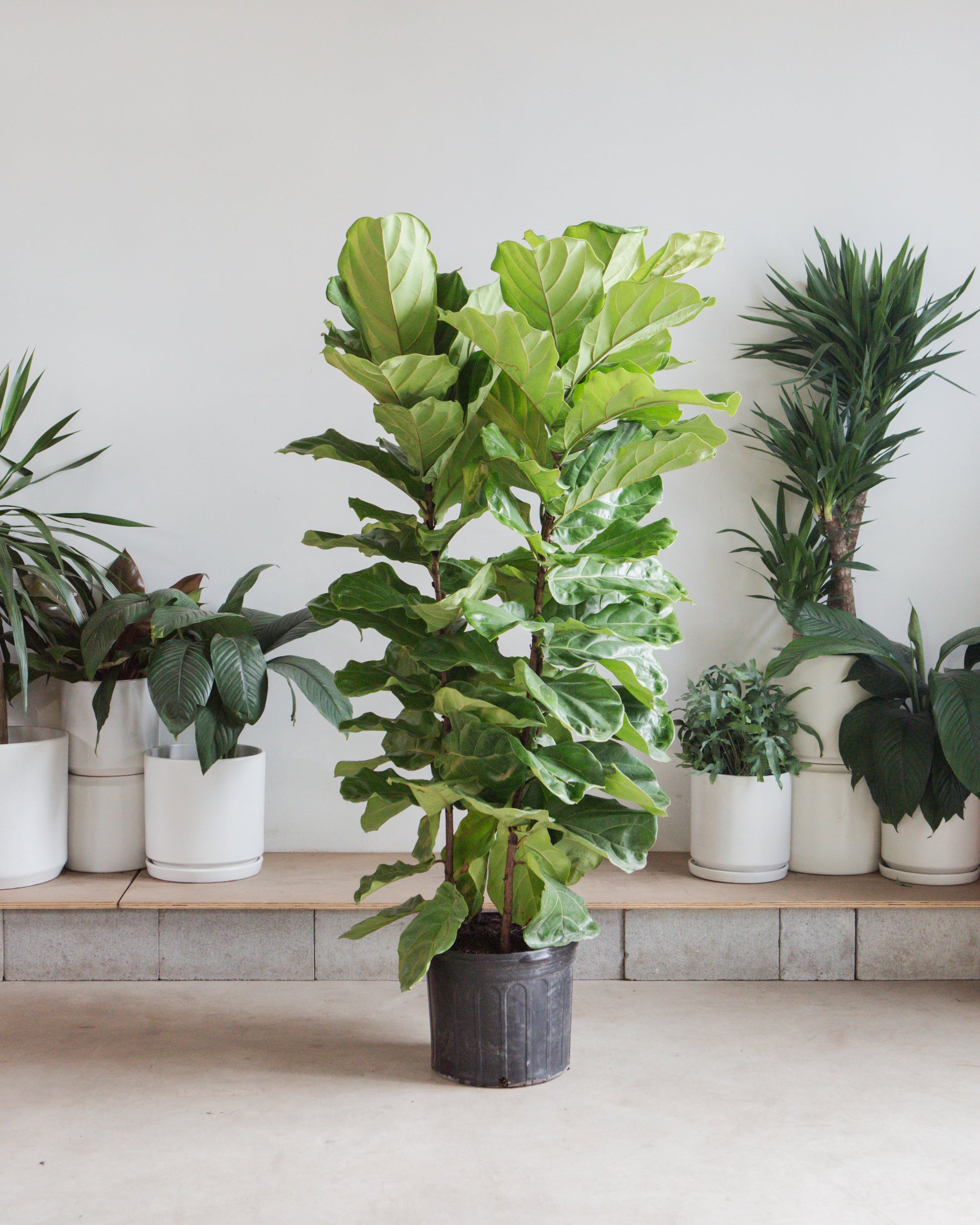 Fiddle Leaf Fig Bush: Ficus lyrata - 14 inch pot - 5-7 foot tall — indoor plant — indoor plant for sale by Promise Supply for delivery and pickup in Toronto.