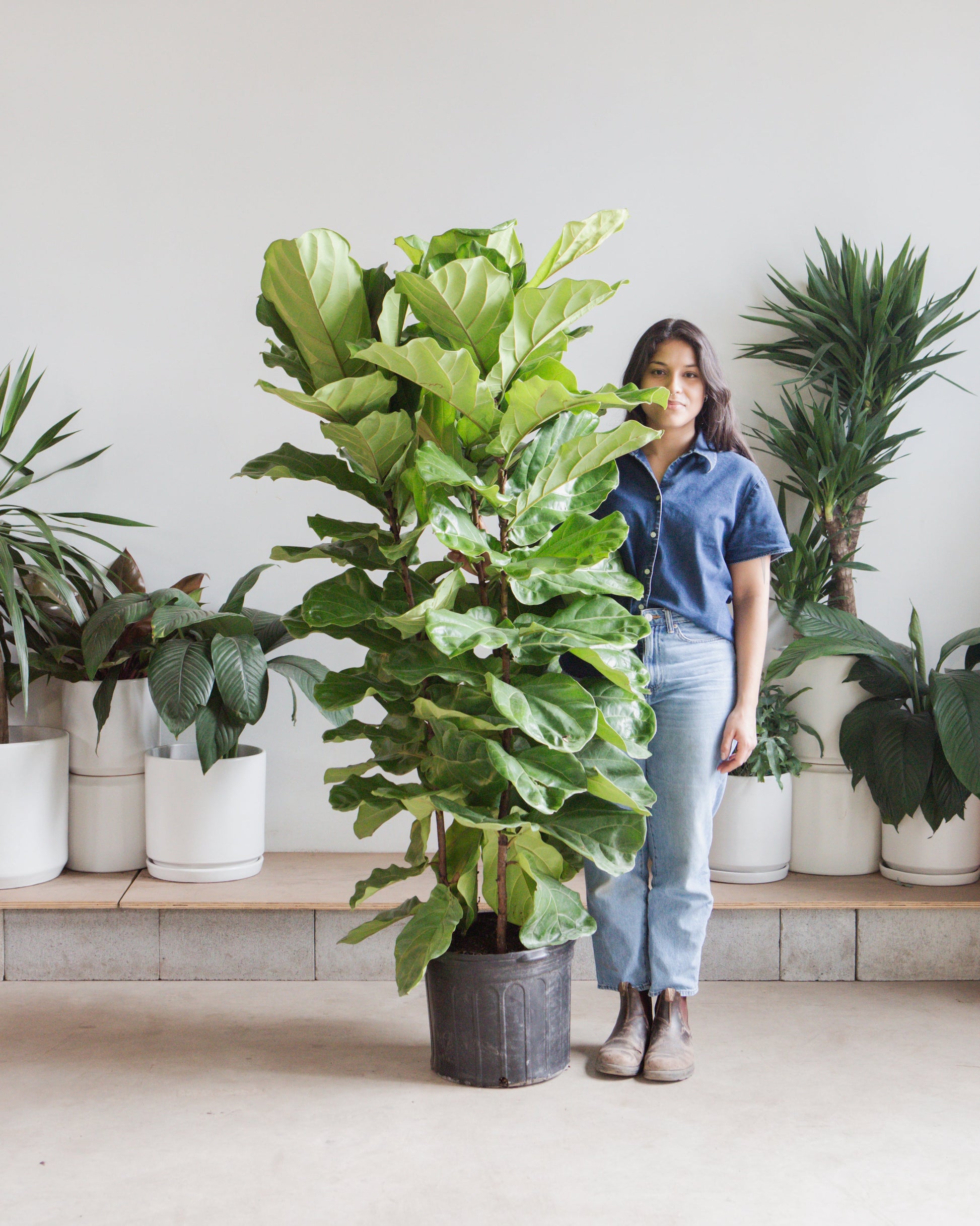 Fiddle Leaf Fig Bush: Ficus lyrata - 14 inch pot - 5-7 foot tall — indoor plant — indoor plant for sale by Promise Supply for delivery and pickup in Toronto.