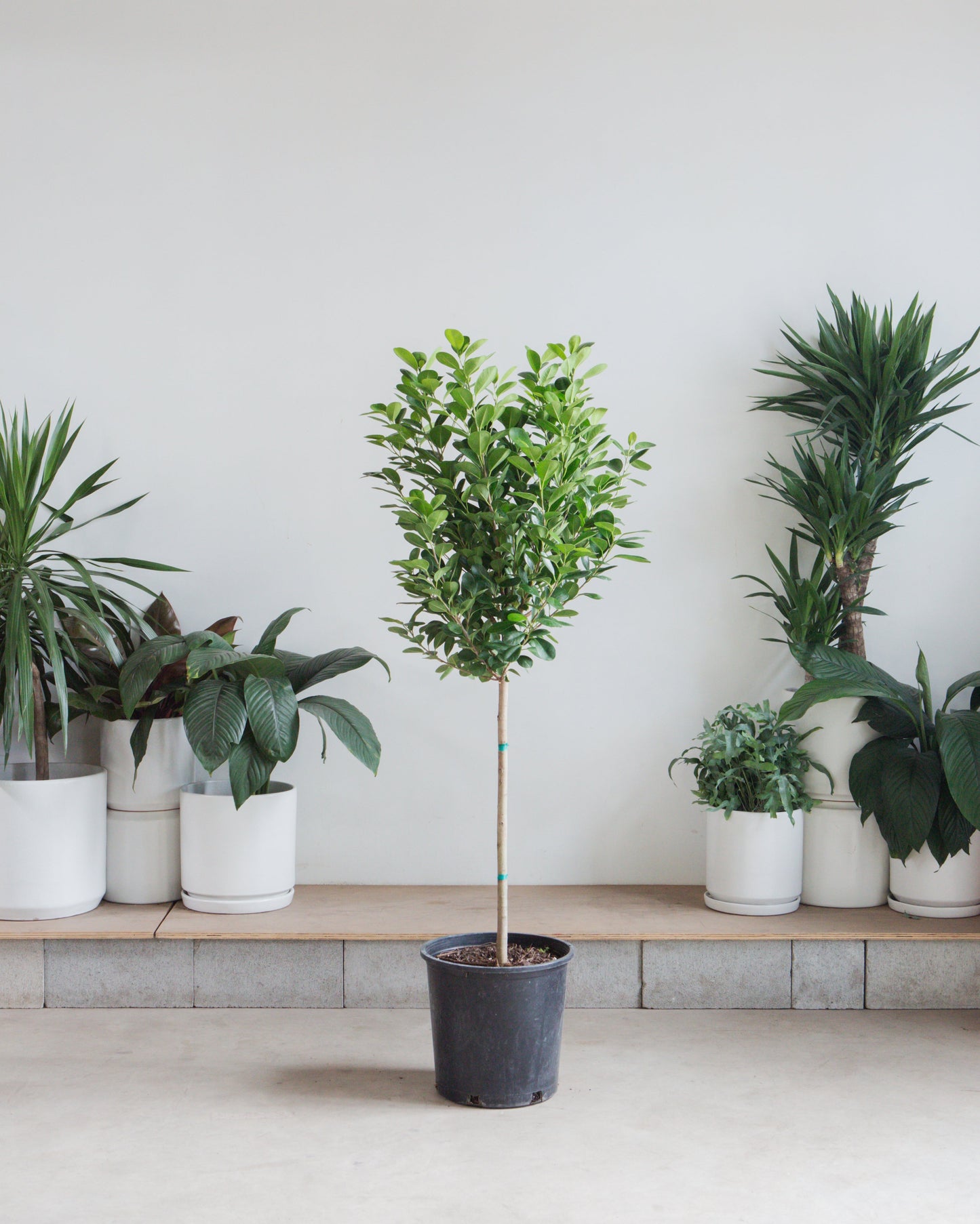Ficus Moclame: Ficus microcarpa - 14 inch pot - 4.5-6 foot tall