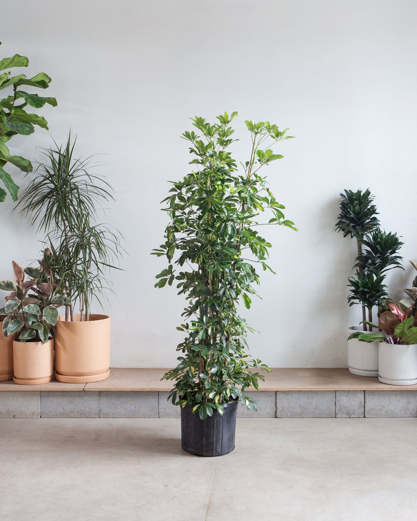 Variegated Dwarf Umbrella Column: Schefflera arboricola 'Capella' - 14 inch pot - 7+ foot tall