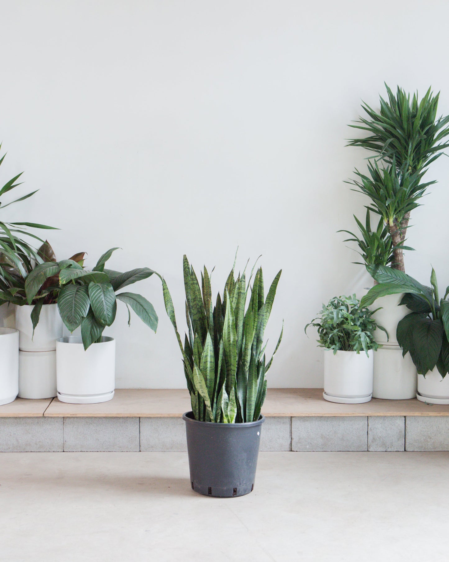 Green Snake Plant: Sansevieria trifasciata 'Zeylanica' - 14 inch pot - 3-4 foot tall — indoor plant — indoor plant for sale by Promise Supply for delivery and pickup in Toronto.