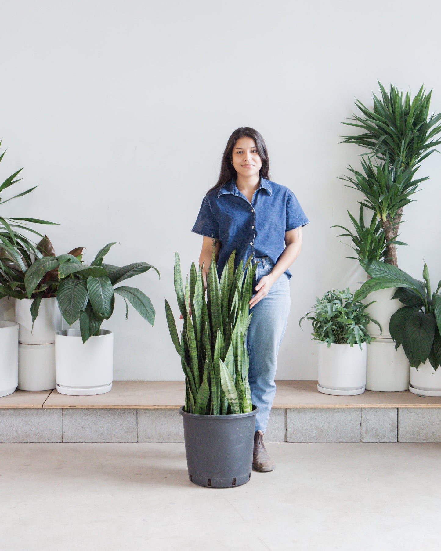 Green Snake Plant: Sansevieria trifasciata 'Zeylanica' - 14 inch pot - 3-4 foot tall — indoor plant — indoor plant for sale by Promise Supply for delivery and pickup in Toronto.