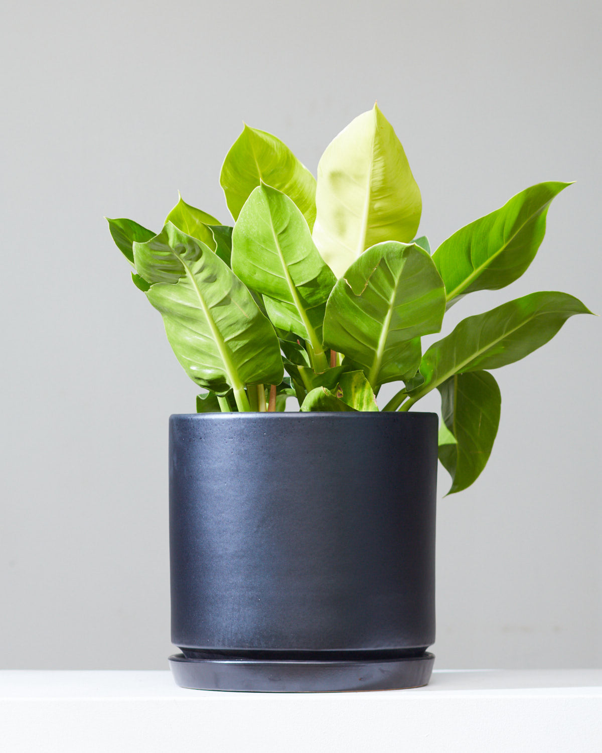 Moonlight: Philodendron - 10 inch pot - 1-2 foot tall