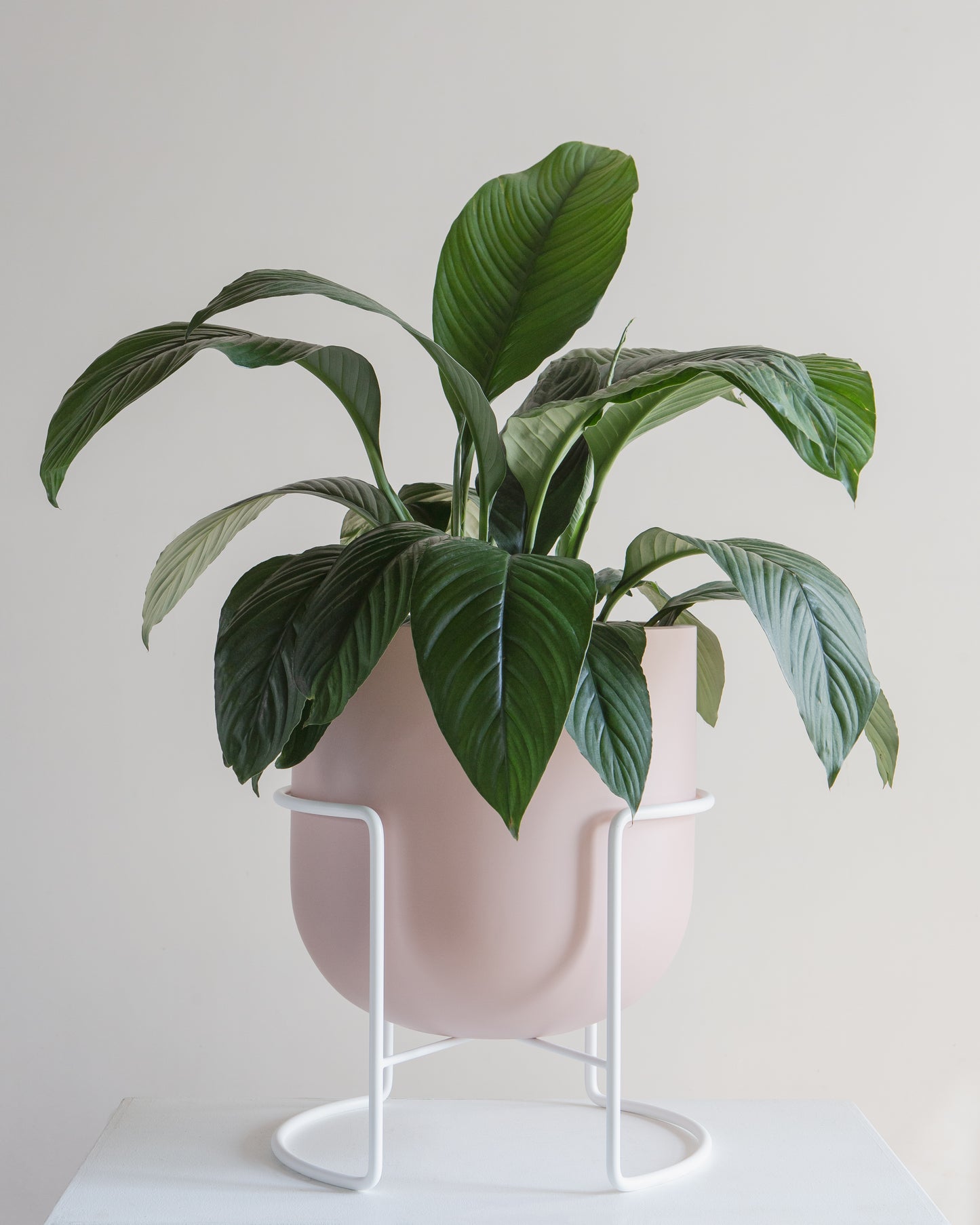 Rotunda Pink Planter | 12 inch Nursery Pot — empty planter, studio photo — planter for sale by Promise Supply for delivery and pickup in Toronto.