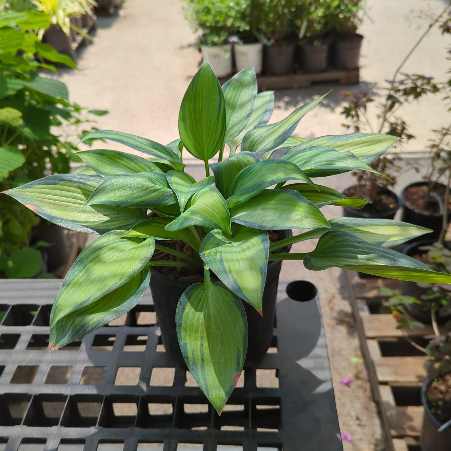 June: Hosta - 1GAL Pot