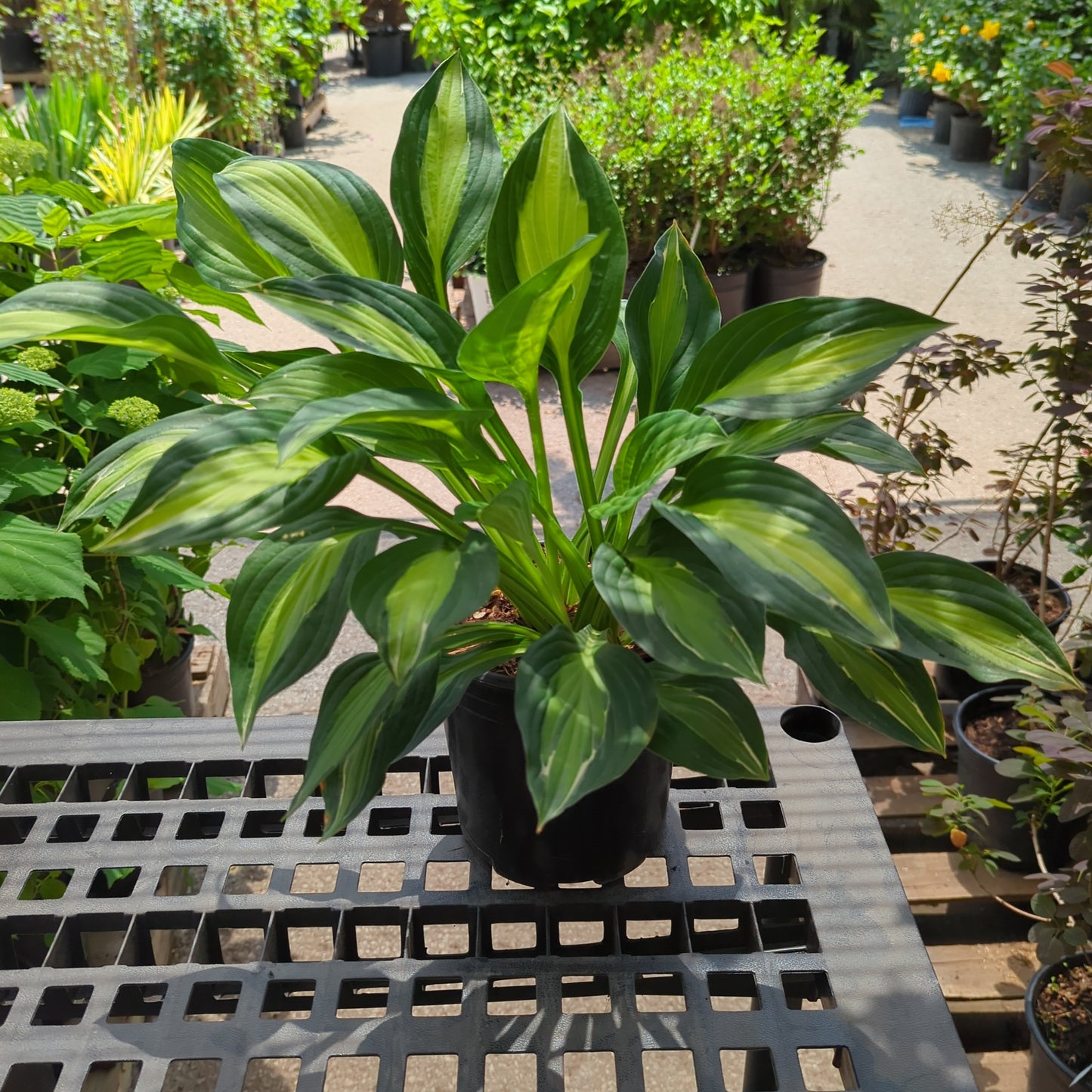 Striptease: Hosta - 1GAL Pot