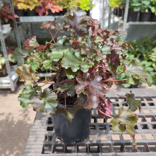 Black Beauty Coral Bells: Heuchera - 1GAL Pot