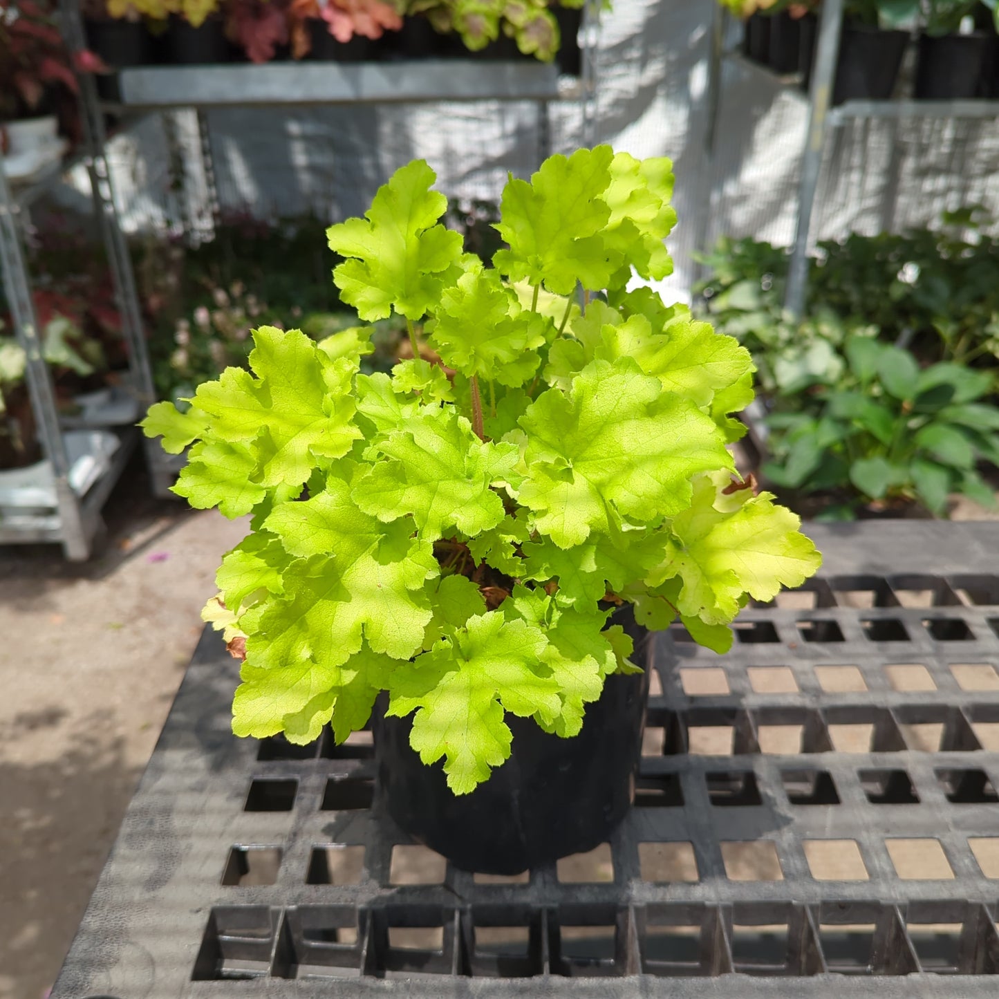 Lime Marmalade Coral Bells: Heuchera - 1GAL Pot