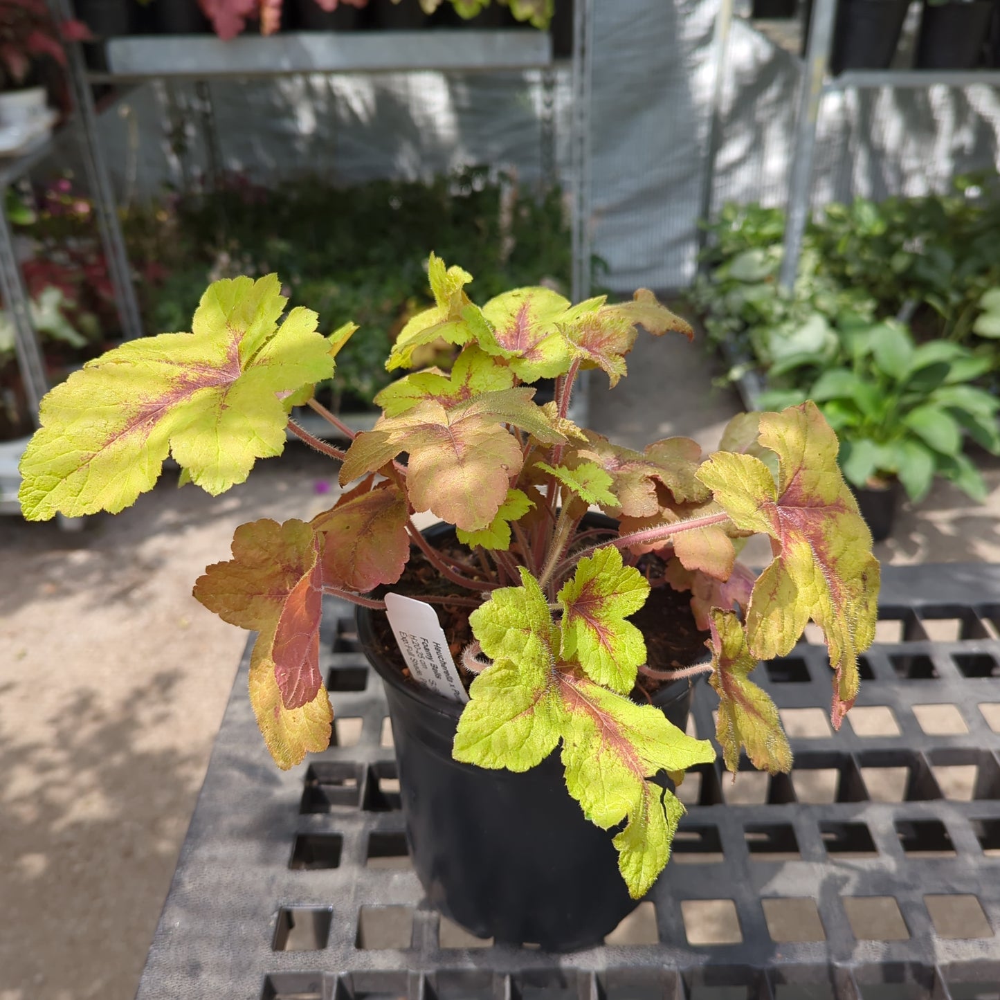 Pumpkin Spice Foamy Bells: Heucherella - 1GAL Pot
