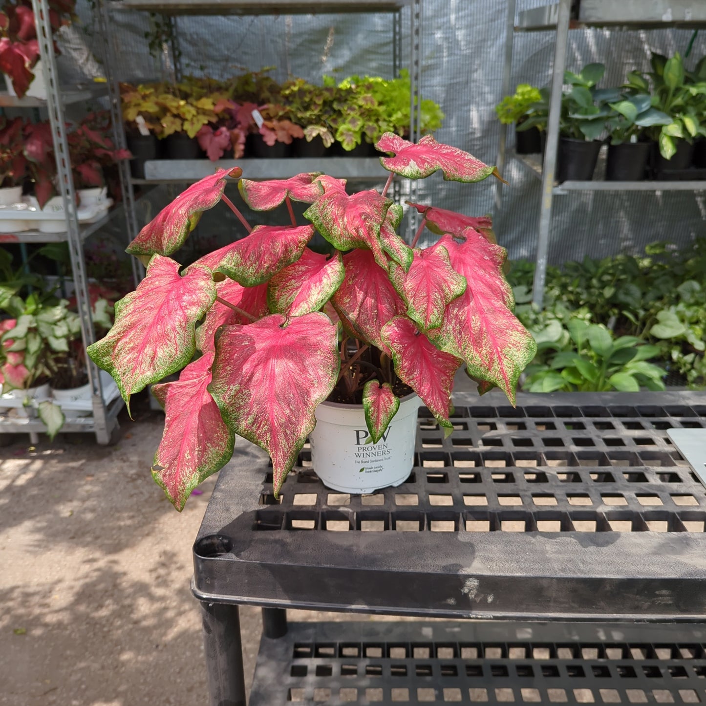 Tickle Me Pink Caladium (Caladium 'Tickle Me Pink) in a 6 inch pot. Indoor plant for sale by Promise Supply for delivery and pickup in Toronto