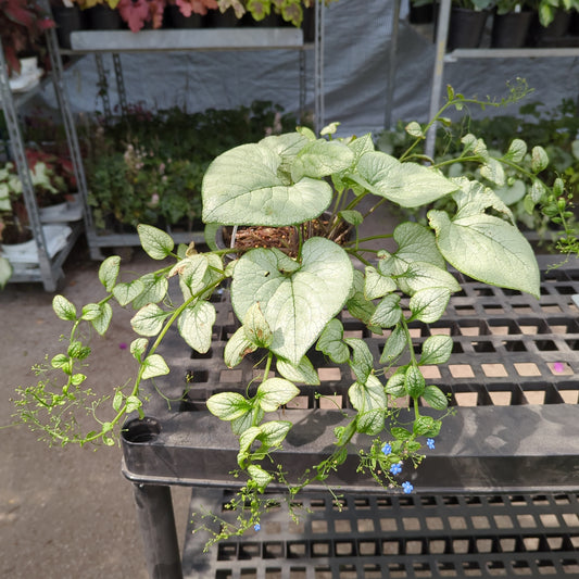 Alexandria Bugloss: Brunnera macrophylla - 1GAL Pot