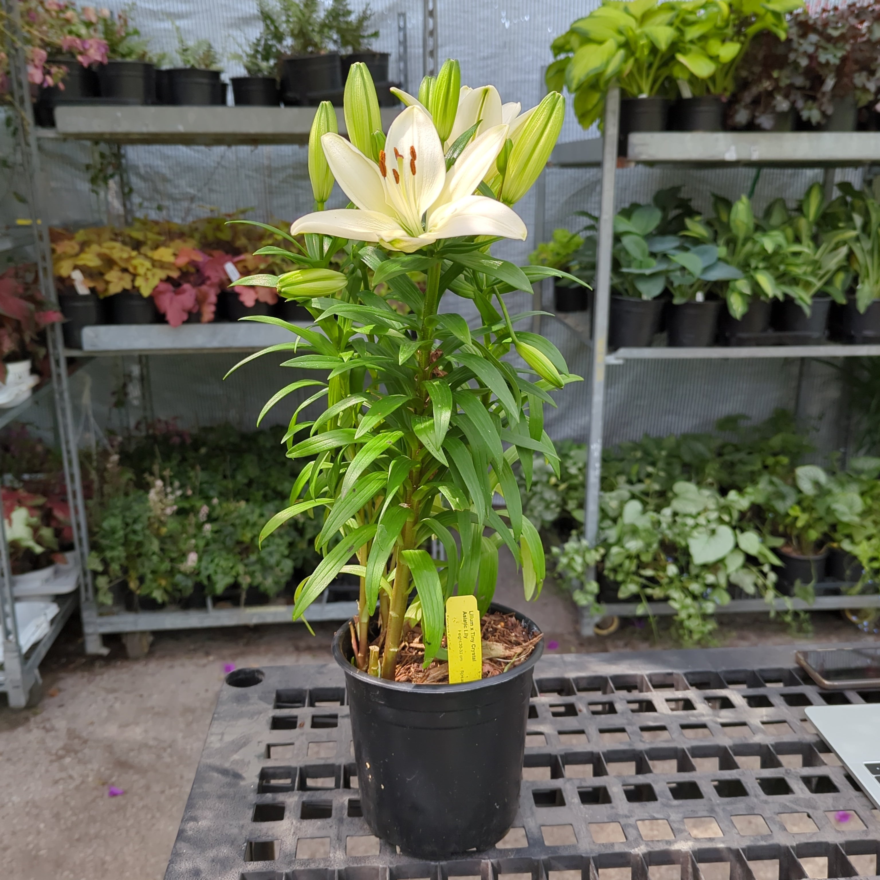 tiny crystal asiatic lily Tiny Crystal Lily: Lilium