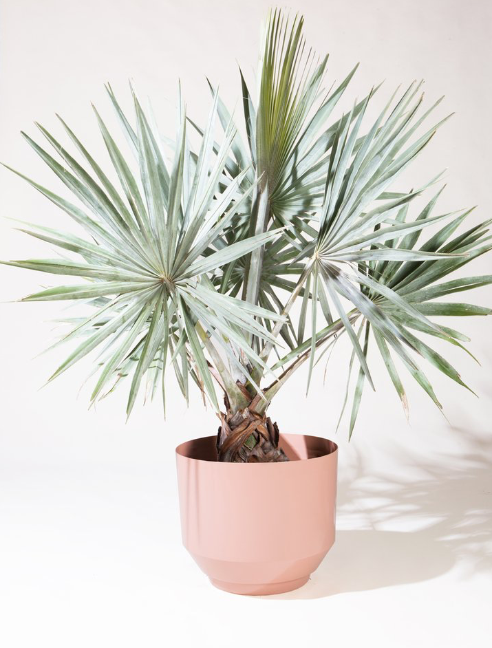 Silver Fan Palm: Bismarckia nobilis - 17 inch pot - 4-6 foot tall