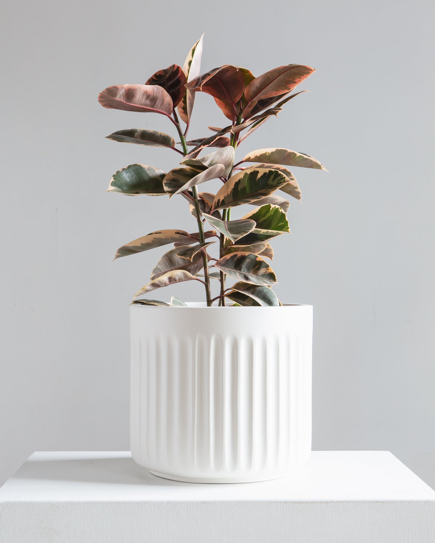 Doric White Planter | 14 inch Nursery Pot