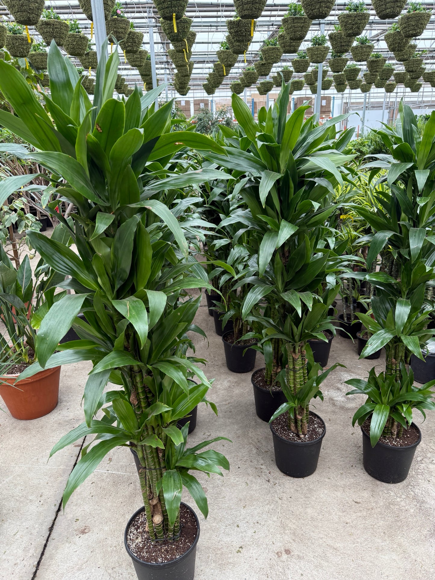 Janet Craig Column: Dracaena fragrans - 10 inch pot - 5-5.5 foot tall