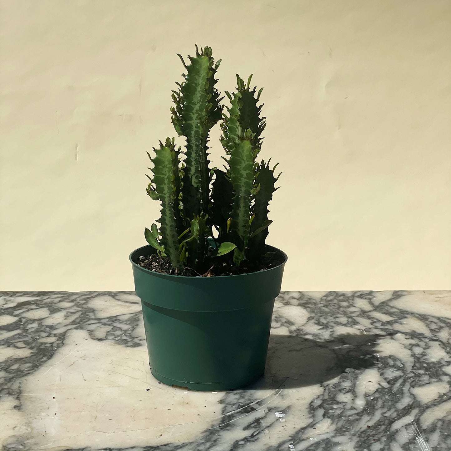 African Milk Tree Cactus: Euphorbia trigona - 6 inch pot — indoor plant — indoor plant for sale by Promise Supply for delivery and pickup in Toronto.
