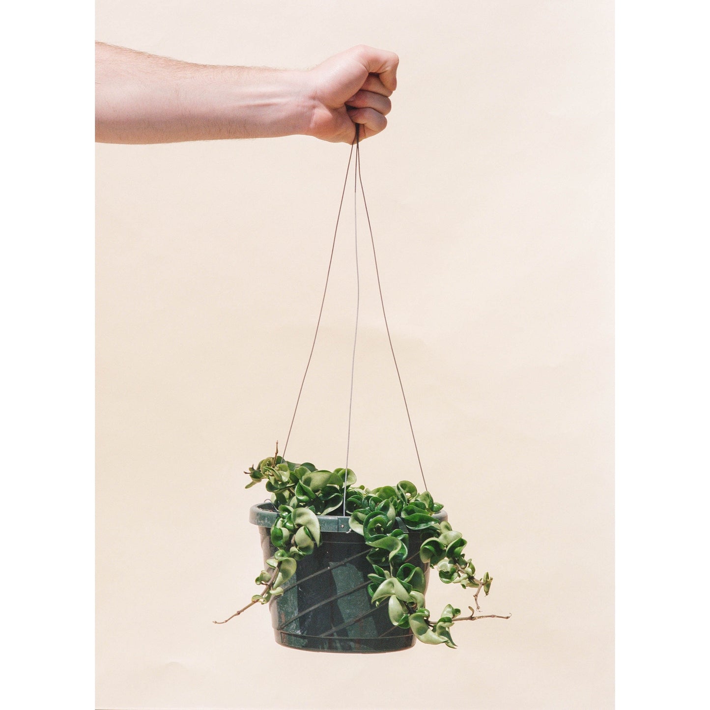 Hoya Hindu Rope (Hoya carnosa 'compacta') in a 10 inch pot. Indoor plant for sale by Promise Supply for delivery and pickup in Toronto