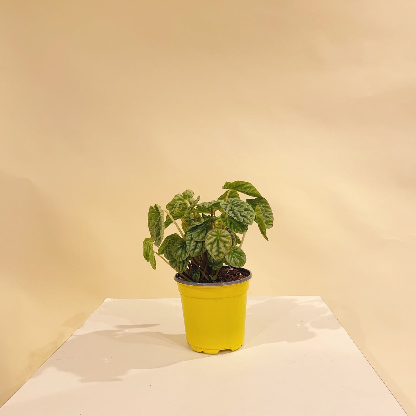 Ripple: Peperomia caperata - 4 inch pot