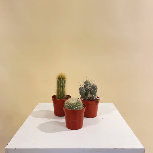 Assorted Cactus: Cactus - 2 inch pot