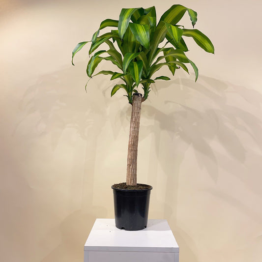 Corn Plant: Dracaena massangeana - 10 inch pot - 3 foot tall — indoor plant — indoor plant for sale by Promise Supply for delivery and pickup in Toronto.