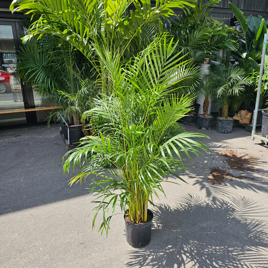 Areca Palm: Dypsis lutescens - 12 inch pot - 5-6 foot tall