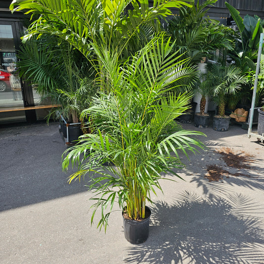 Areca Palm: Dypsis lutescens - 12 inch pot - 5-6 foot tall — indoor plant — indoor plant for sale by Promise Supply for delivery and pickup in Toronto.