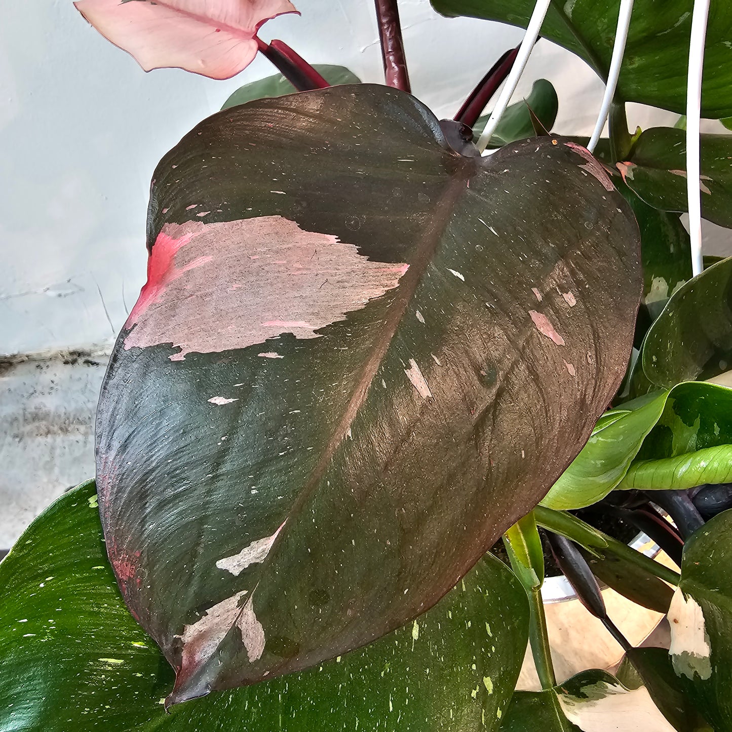 Mixed Princess: Philodendron 'Pink' and 'White' - 8 inch hanging basket — indoor plant — indoor plant for sale by Promise Supply for delivery and pickup in Toronto.