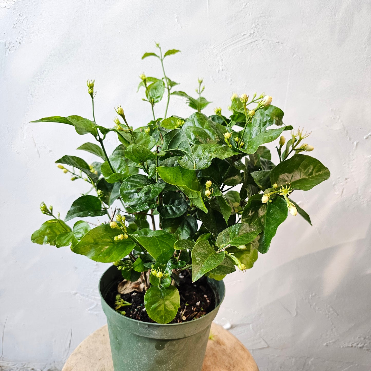 Maid of Orleans Jasmine: Jasminum sambac - 6 inch pot — indoor plant — indoor plant for sale by Promise Supply for delivery and pickup in Toronto.
