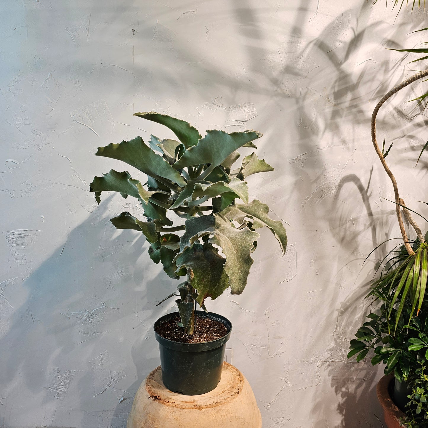 Felt Bush: Kalanchoe beharensis - 10 inch pot - 2.5-3 foot tall — indoor plant — indoor plant for sale by Promise Supply for delivery and pickup in Toronto.