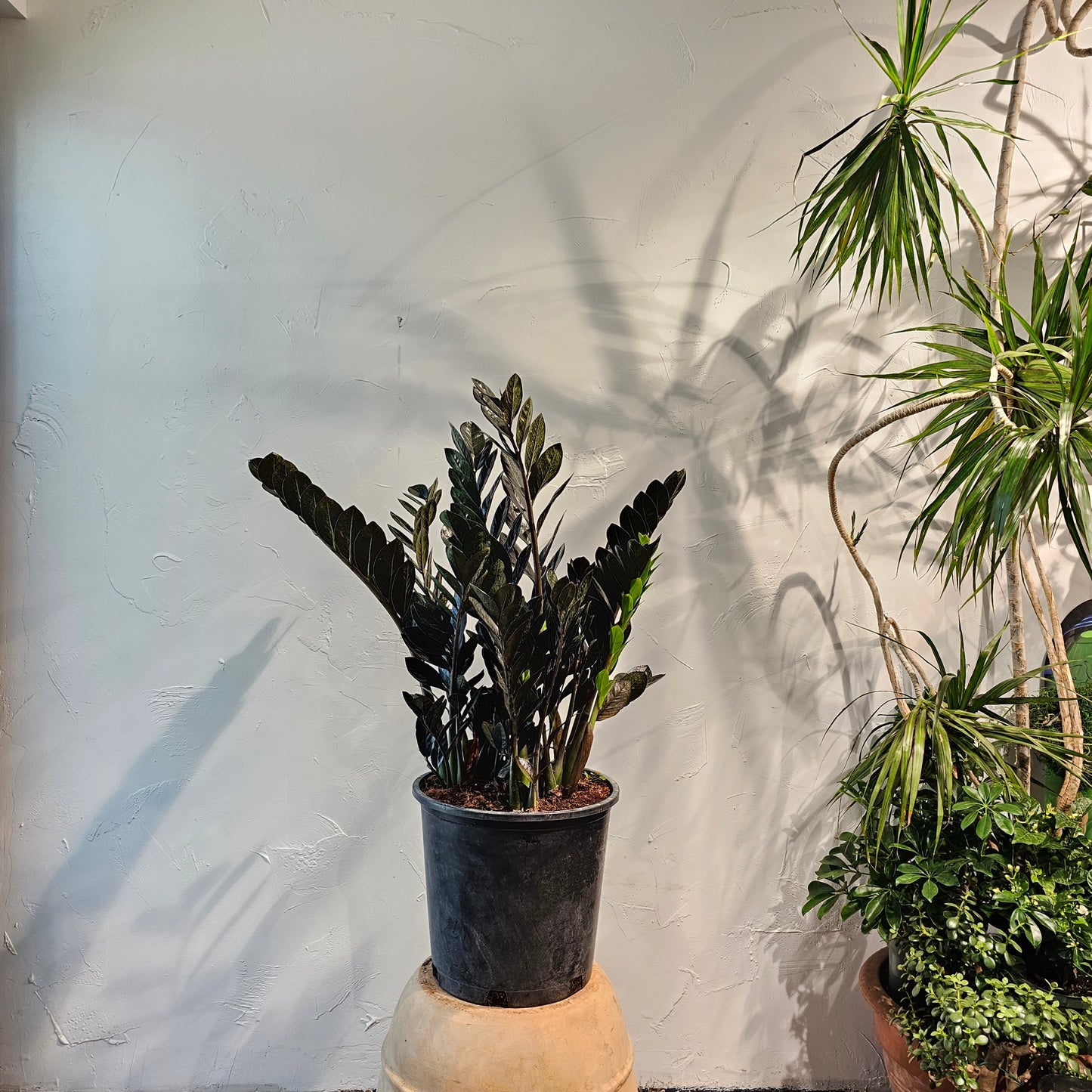 Black ZZ Plant: Zamioculcas zamiifolia 'Raven' - 14 inch pot - 3-4 foot tall — indoor plant — indoor plant for sale by Promise Supply for delivery and pickup in Toronto.