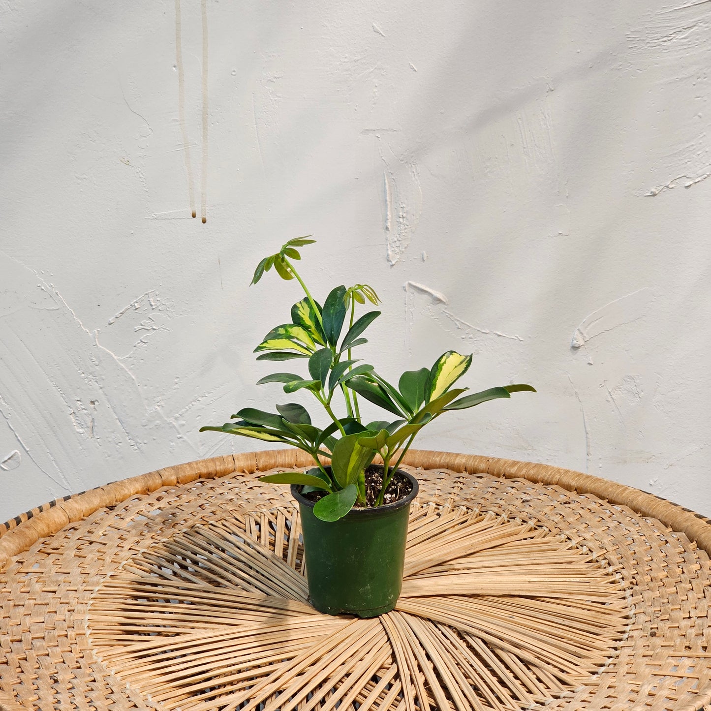 Dwarf Variegated Umbrella Tree: Schefflera arboricola 'Capella' - 4 inch pot — indoor plant — indoor plant for sale by Promise Supply for delivery and pickup in Toronto.