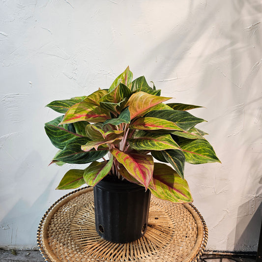 Golden Papaya Chinese Evergreen: Aglaonema - 8 inch pot — indoor plant — indoor plant for sale by Promise Supply for delivery and pickup in Toronto.