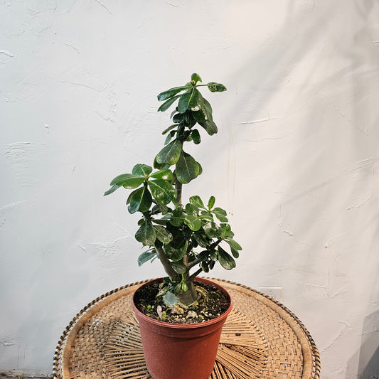 Desert Rose: Adenium obesum - 8 inch pot — indoor plant — indoor plant for sale by Promise Supply for delivery and pickup in Toronto.