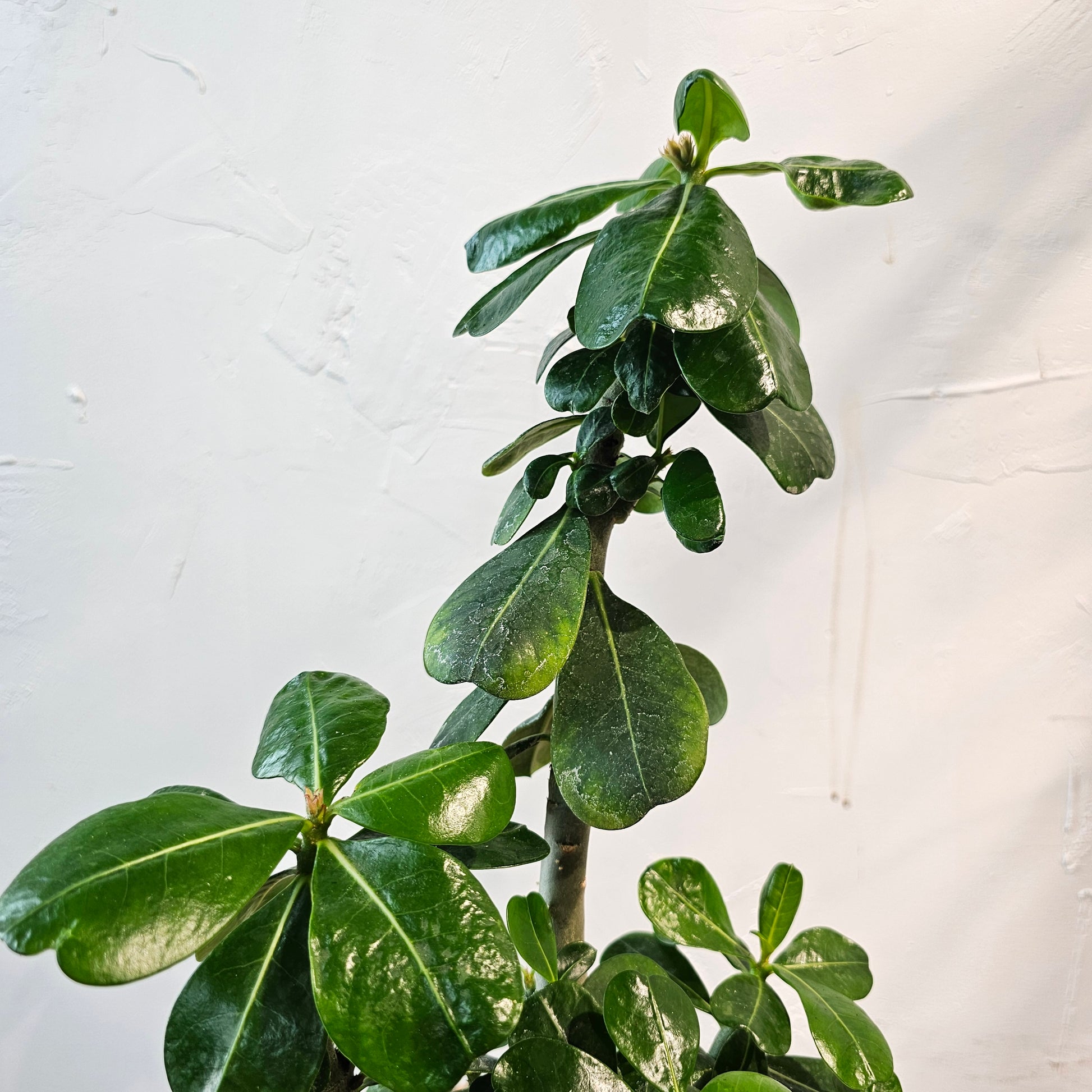 Desert Rose: Adenium obesum - 8 inch pot — indoor plant — indoor plant for sale by Promise Supply for delivery and pickup in Toronto.