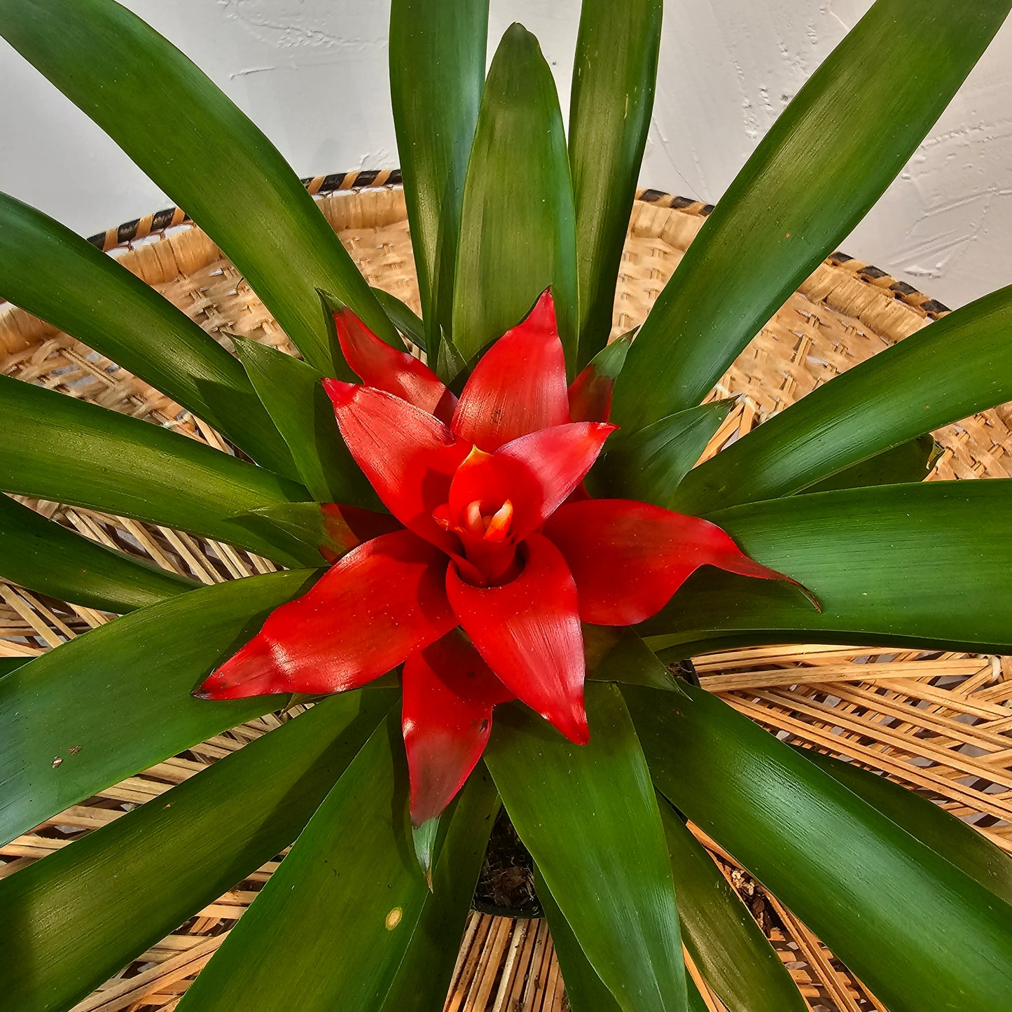 Guzmania: Bromeliad - 6 inch pot — indoor plant — indoor plant for sale by Promise Supply for delivery and pickup in Toronto.