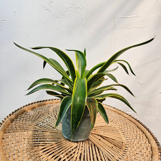 Variegated Agave: Agave deserti 'Variegata' - 6 inch pot — indoor plant — indoor plant for sale by Promise Supply for delivery and pickup in Toronto.