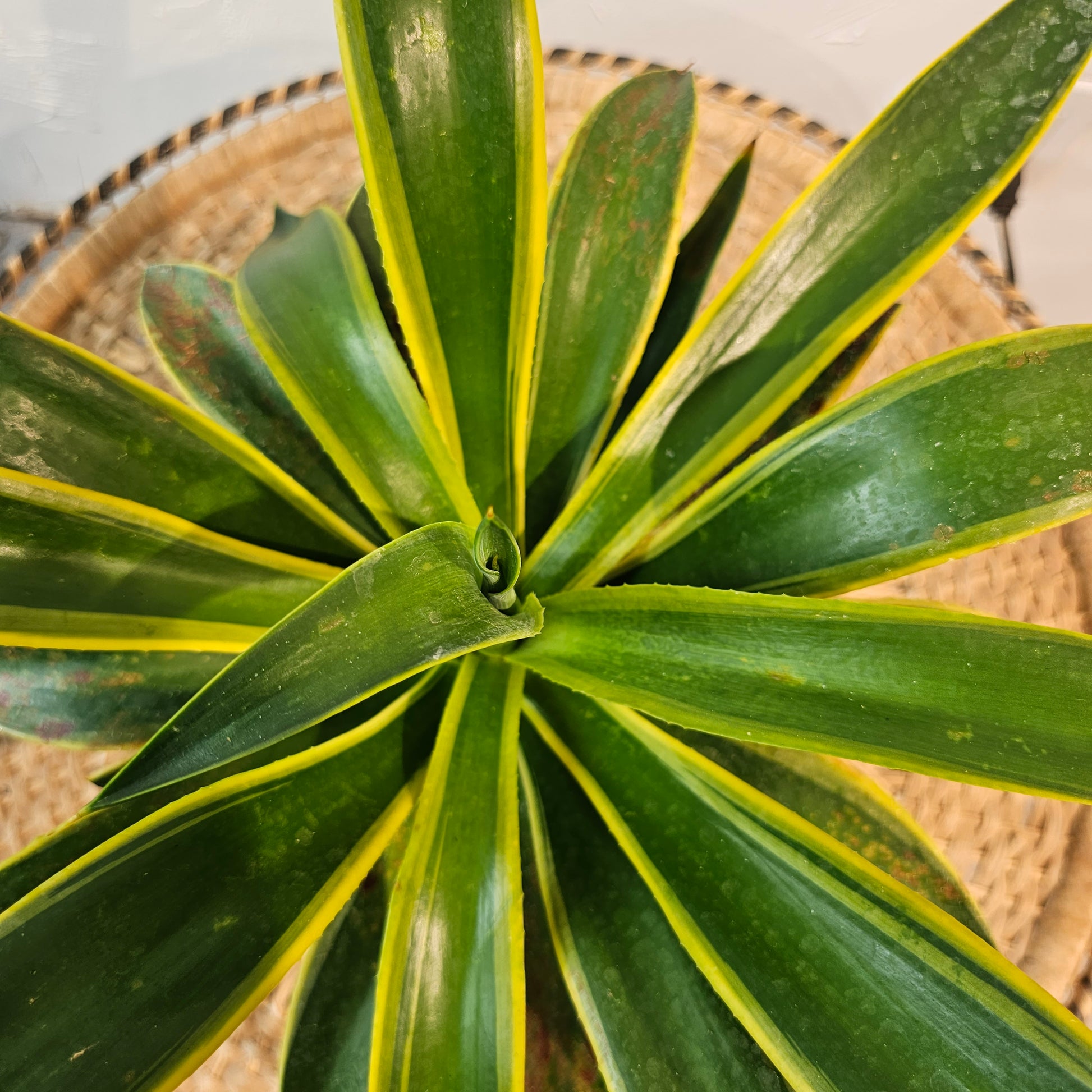 Variegated Agave: Agave deserti 'Variegata' - 6 inch pot — indoor plant — indoor plant for sale by Promise Supply for delivery and pickup in Toronto.