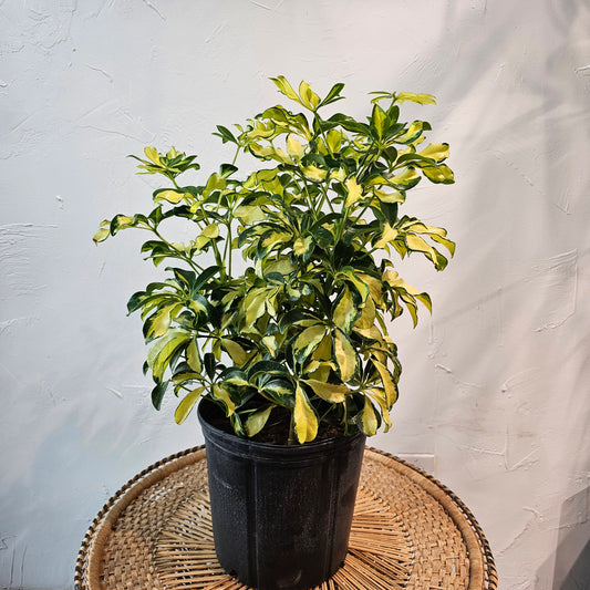 Dwarf Variegated Umbrella Bush: Schefflera arboricola 'Capella' - 10 inch pot - 2 foot tall — indoor plant — indoor plant for sale by Promise Supply for delivery and pickup in Toronto.