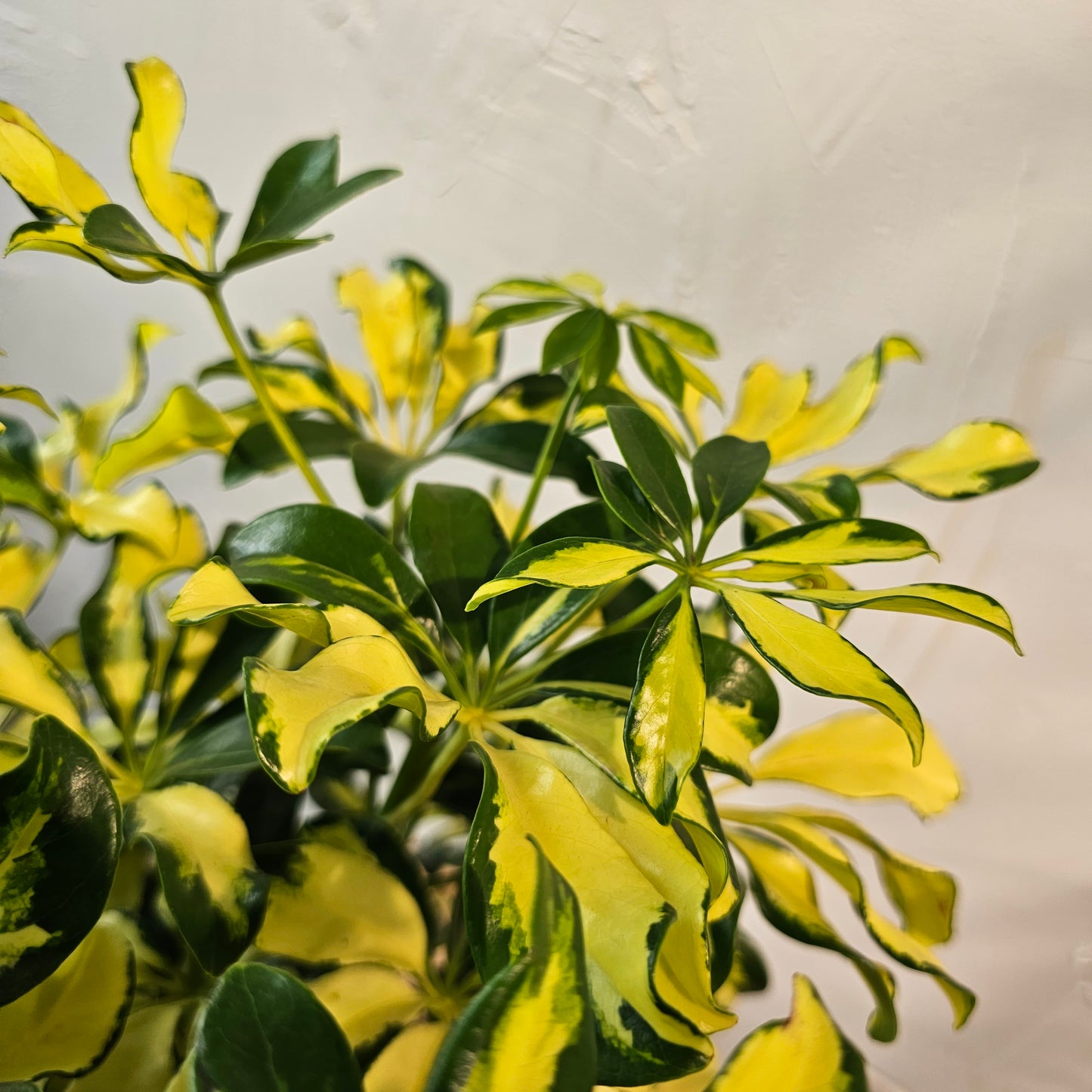 Dwarf Variegated Umbrella Bush: Schefflera arboricola 'Capella' - 10 inch pot - 2 foot tall — indoor plant for sale by Promise Supply for delivery and pickup in Toronto.