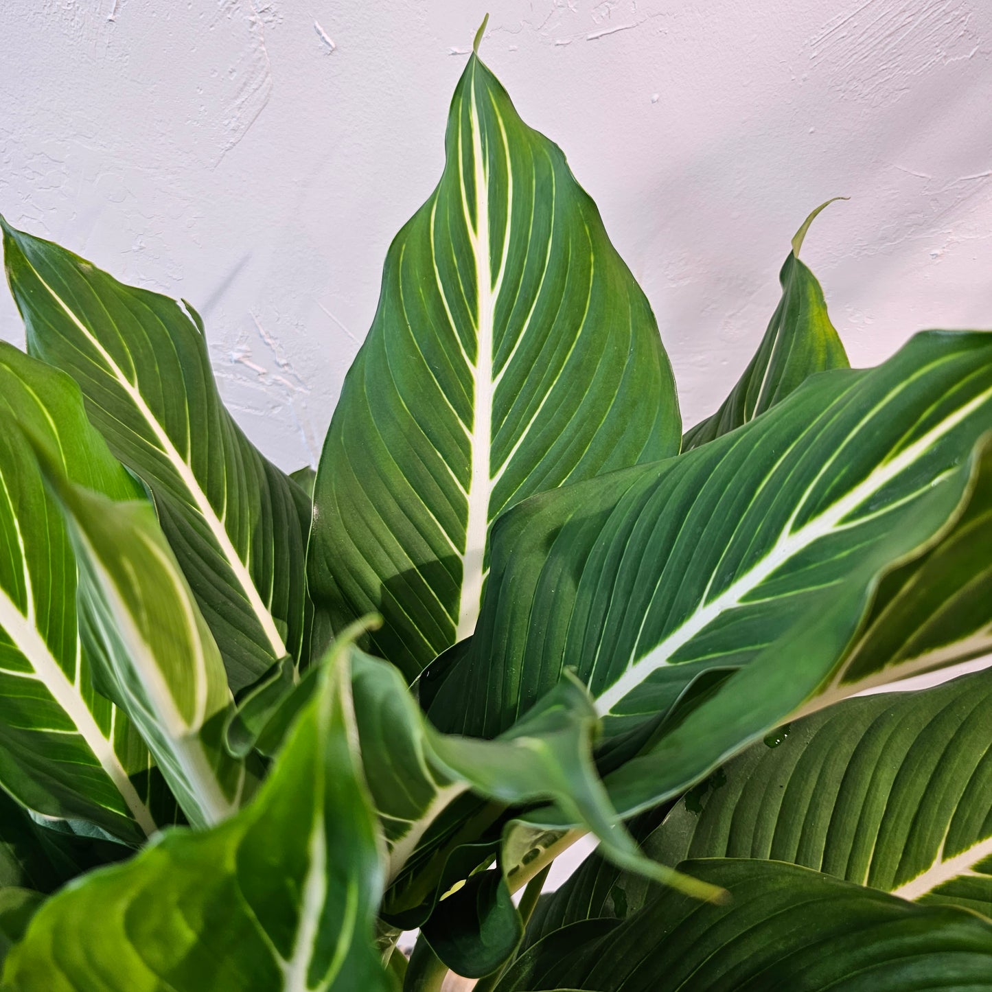 Sterling Cane (Dieffenbachia) in a 10 inch pot. Indoor plant for sale by Promise Supply for delivery and pickup in Toronto