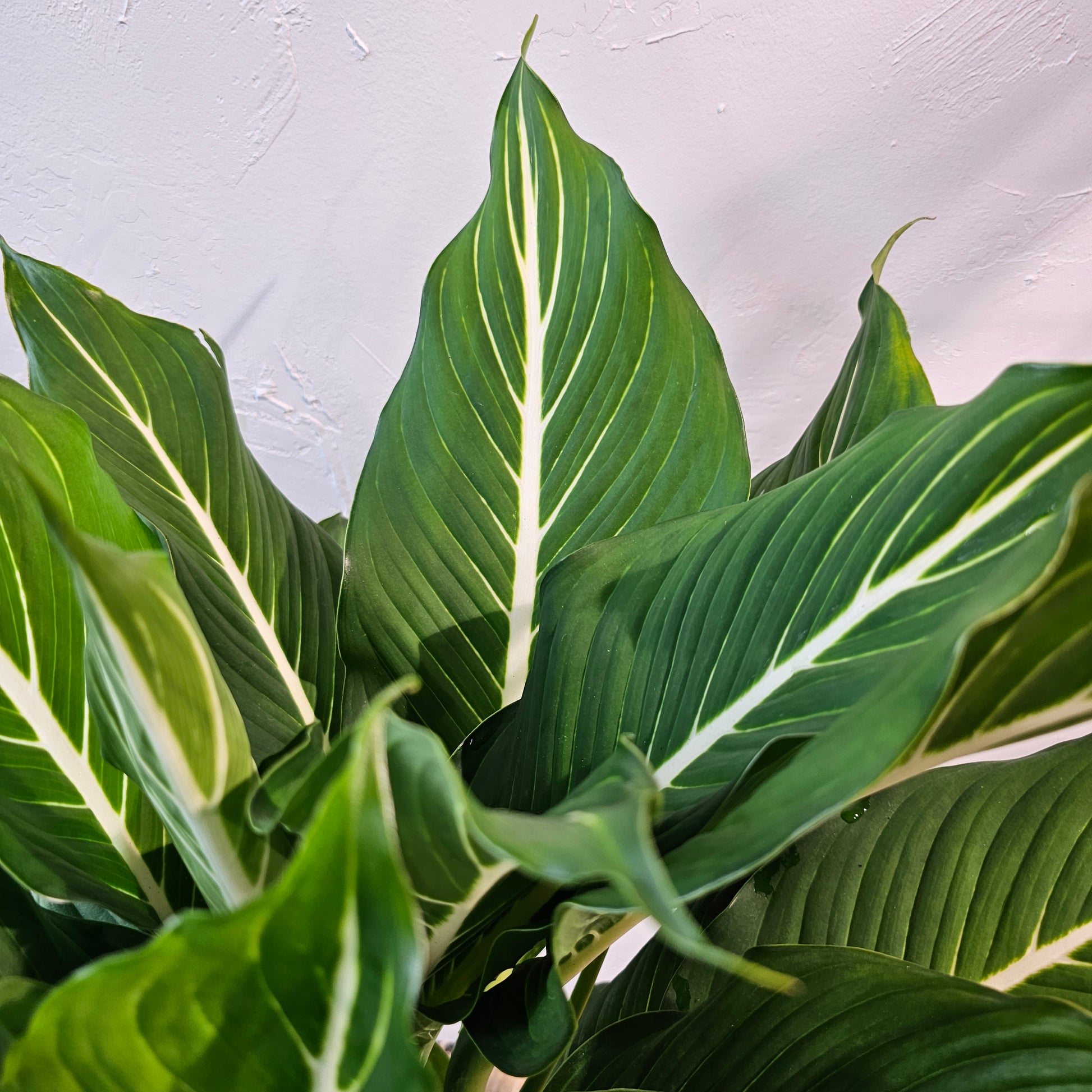 Sterling Cane (Dieffenbachia) in a 10 inch pot. Indoor plant for sale by Promise Supply for delivery and pickup in Toronto