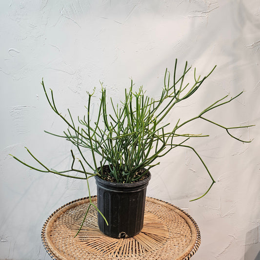 Pencil Cactus: Euphorbia tirucalli 'Firestick' - 8 inch pot — indoor plant — indoor plant for sale by Promise Supply for delivery and pickup in Toronto.