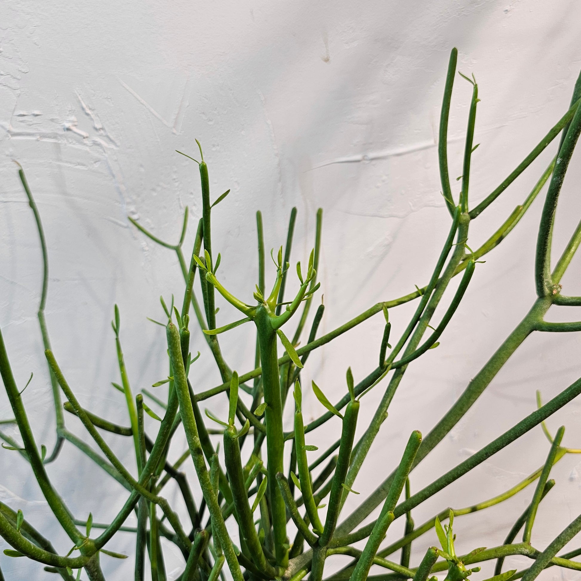 Pencil Cactus: Euphorbia tirucalli 'Firestick' - 8 inch pot — indoor plant — indoor plant for sale by Promise Supply for delivery and pickup in Toronto.