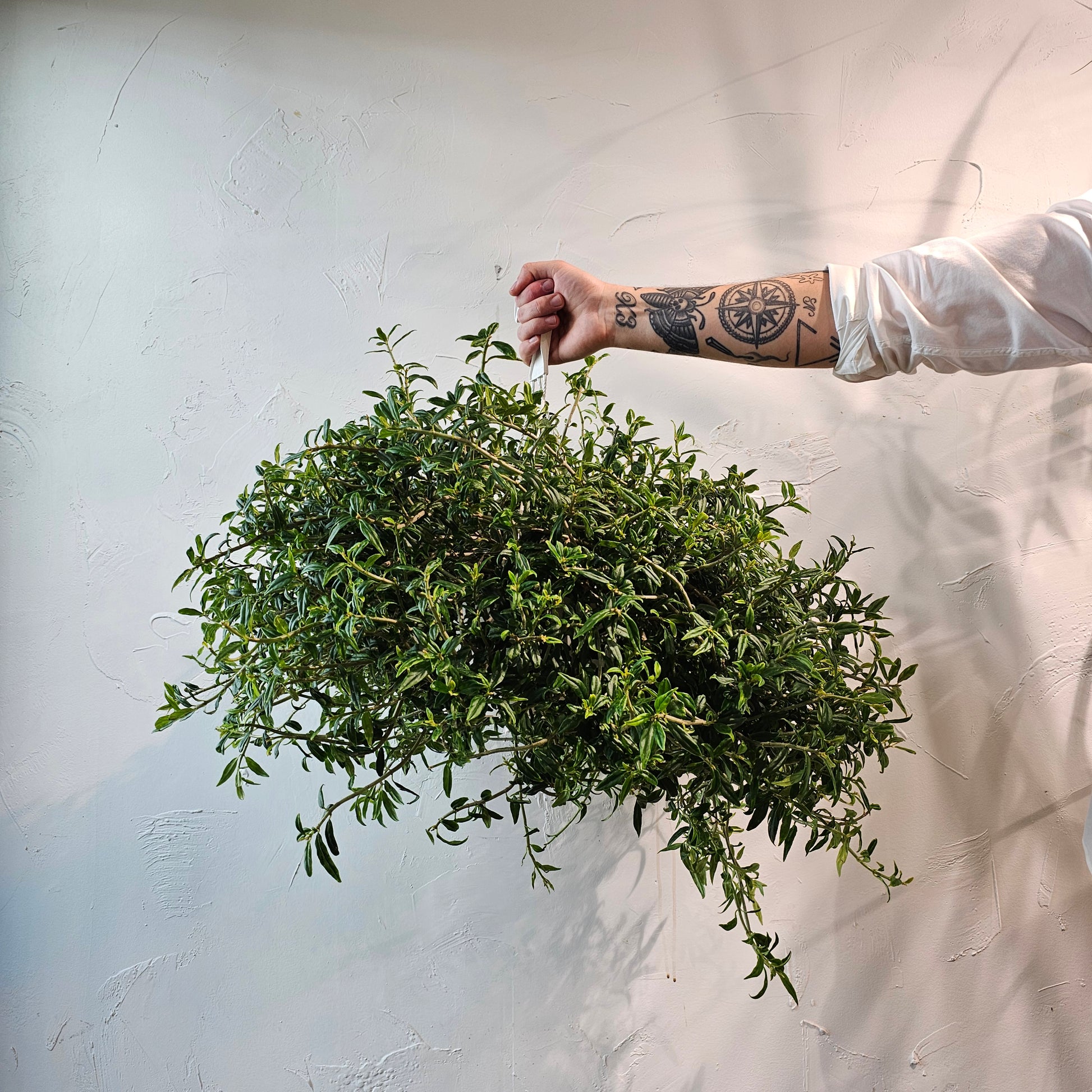 Tangerine Lipstick Vine: Aeschynanthus radicans - 8 inch hanging basket — indoor plant — indoor plant for sale by Promise Supply for delivery and pickup in Toronto.