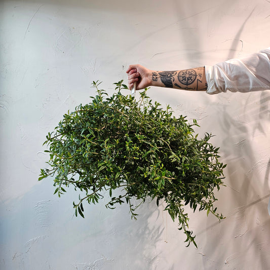 Tangerine Lipstick Vine: Aeschynanthus radicans - 8 inch hanging basket — indoor plant — indoor plant for sale by Promise Supply for delivery and pickup in Toronto.