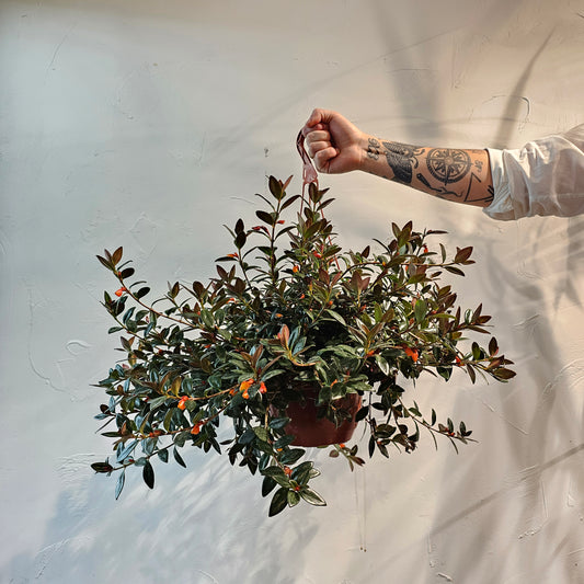 Black and Gold Goldfish Plant: Nematanthus gregarious - 8 inch hanging basket — indoor plant — indoor plant for sale by Promise Supply for delivery and pickup in Toronto.