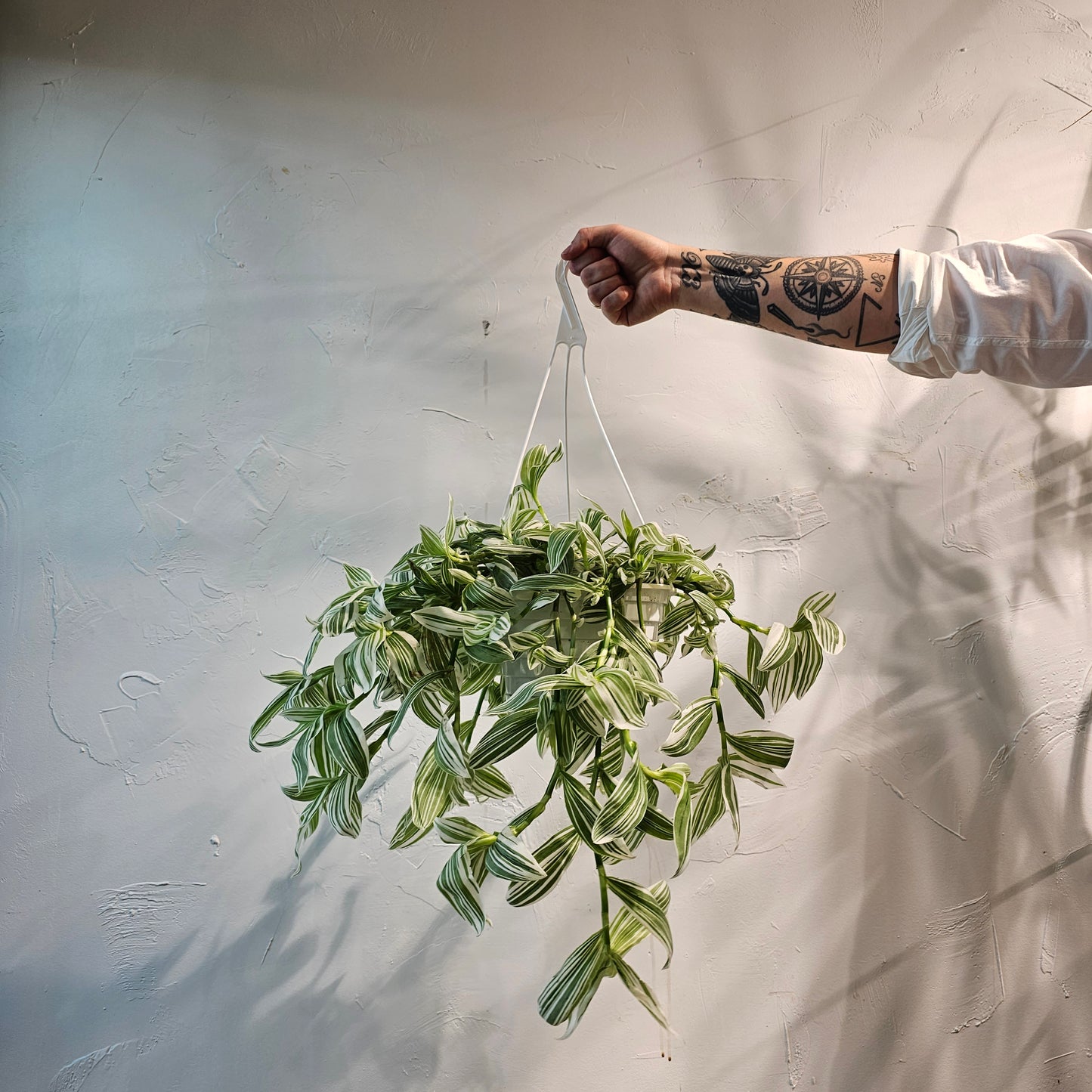 White Wandering Dude: Tradescantia - 8 inch hanging basket — indoor plant — indoor plant for sale by Promise Supply for delivery and pickup in Toronto.