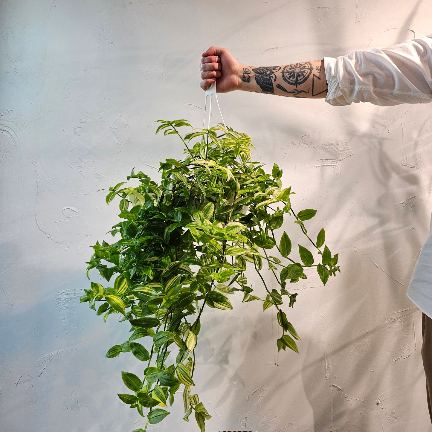 Yellow Wandering Dude: Tradescantia fluminensis 'aureovariegata' - 8 inch hanging basket — indoor plant — indoor plant for sale by Promise Supply for delivery and pickup in Toronto.